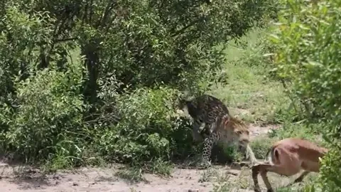Thoát hàm cá sấu, linh dương vẫn không qua nổi ‘cửa tử’ vì kẻ săn mồi phục kích trên bờ