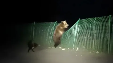 CLIP: Gấu nâu hoảng loạn trèo rào thoát thân vì bị đàn chó truy đuổi