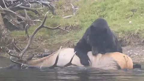 CLIP: Cận cảnh gấu nâu dìm chết nai sừng tấm