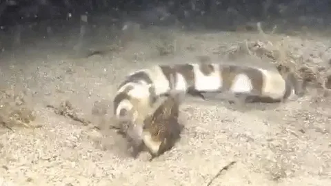 CLIP: Rắn biển cắn cổ đồng loại, lôi đi dưới đáy biển