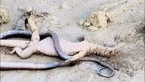 Kỳ đà liều lĩnh tấn công rắn kịch độc và cái kết ‘đồng quy vu tận’