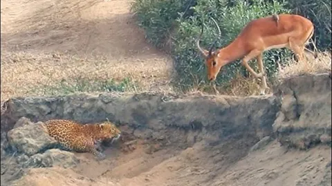 ‘Nín thở’ xem báo hoa mai đoạt mạng linh dương trong nháy mắt