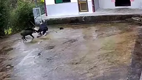 Lợn rừng xông vào nhà tấn công người, cụ ông liều mạng chống trả để bảo vệ bản thân và cháu gái