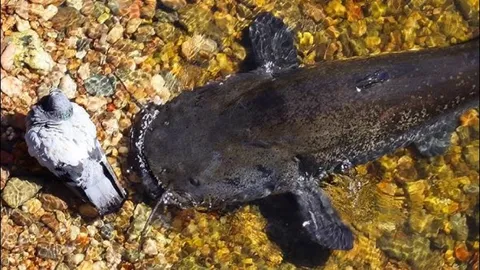 CLIP: Mải mê tắm mát, bồ câu bị cá nheo khổng lồ nuốt chửng