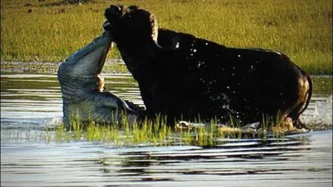 Cá sấu khổng lồ tấn công nhanh như chớp khiến trâu rừng bỏ mạng