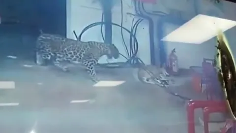 CLIP: Chó mẹ mải tử chiến với báo hoa mai, đàn con bị kẻ khác bắt mất