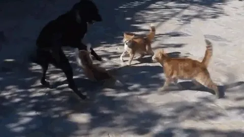 CLIP: Chó gây hấn với mèo, bất ngờ bị 4 con mèo hợp sức tấn công