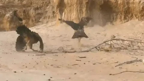 CLIP: Gà mẹ dũng cảm đánh đuổi diều hâu, cứu đàn con thoát hiểm trong gang tấc