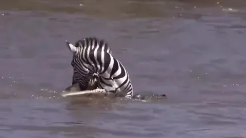 CLIP: Ngựa vằn liều lĩnh cắn trả cá sấu và cái kết khiến người xem ngỡ ngàng