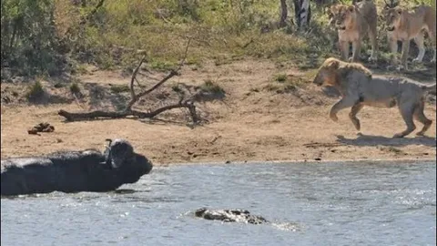 Trâu rừng thoát chết thần kỳ khi bị sư tử và cá sấu thay phiên truy sát