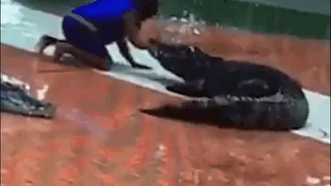 CLIP: Huấn luyện viên xiếc bị cá sấu ngoạm gãy tay ngay trên sân khấu