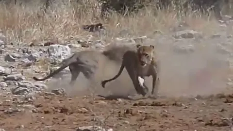 Sư tử đực 'ra tay tàn nhẫn' với bạn tình để cướp mồi