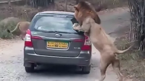 'Lãnh chúa đồng cỏ' nổi giận đùng đùng, lao vào 'xử'... ô tô khiến du khách hoảng sợ