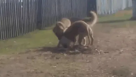 Khi Pitbull hung hãn chạm trán Becgie mưu trí: Trận đấu 'nghẹt thở' kết thúc ngoài dự đoán