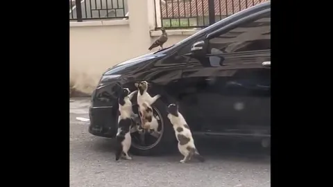 Chim bồ câu thoát hiểm ngoạn mục trước 3 'tiểu hổ'