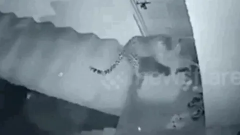 Khoảnh khắc kinh hoàng: Báo hoa mai đột nhập khu dân cư, tha chó đi trong tích tắc