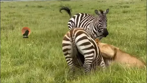 CLIP: Ngựa vằn liều mình tấn công sư tử để cứu đồng loại