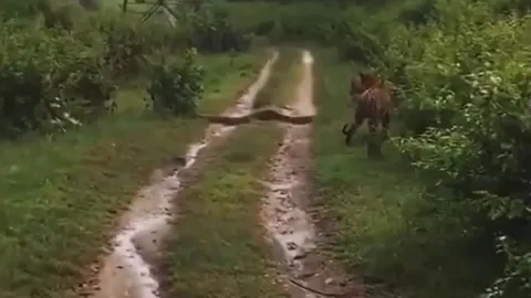 Hổ dữ đối đầu trăn khổng lồ giữa đường