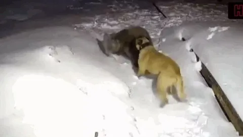 Chó Kangal đơn độc tử chiến với gấu dữ để cứu chủ, cái kết khiến ai nấy nghẹn ngào