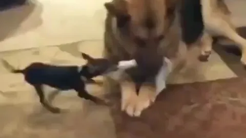 Chihuahua tí hon kéo co với 'đại ca' Becgie và cái kết không tưởng