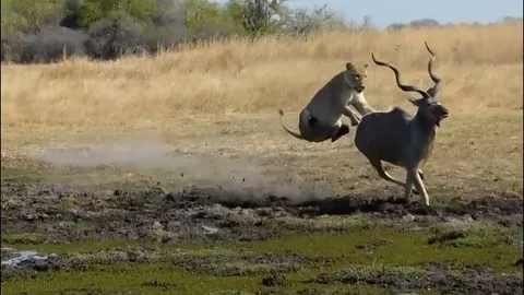 Sư tử thể hiện kỹ năng săn mồi, đoạt mạng linh dương khổng lồ nhanh chóng