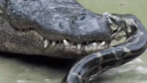 Bị trăn Miến Điện cắn mõm, cá sấu Mỹ phản đòn kinh hoàng giữa hồ nước