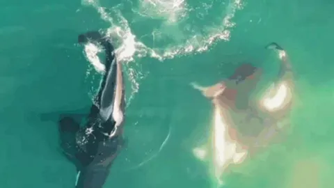 Đại chiến giữa biển khơi: Cá voi sát thủ hợp sức kết liễu cá mập trắng