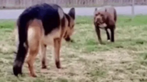 Cuộc chạm mặt bất ngờ giữa Pitbull và Becgie: Cái kết không ai ngờ