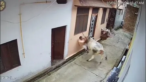 Khoảnh khắc kinh hoàng, người đàn ông bị bò điên húc hất văng xuống cống