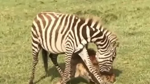 Khoảnh khắc sinh tử: Ngựa vằn cắn trả linh cẩu để giành lại sự sống nơi thảo nguyên