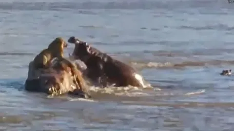 Hà mã hung dữ chồm lên tấn công, sư tử đực nhảy xuống sông tháo chạy khẩn cấp