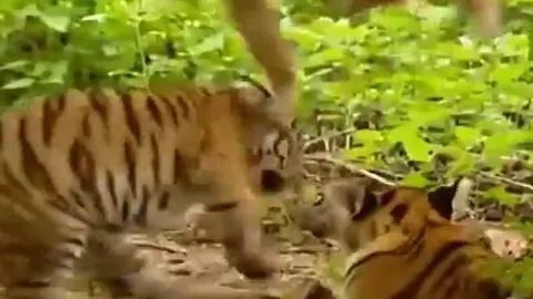 Một mình đối đầu hai ‘chúa tể sơn lâm’, chú khỉ nhỏ khiến tất cả ngỡ ngàng