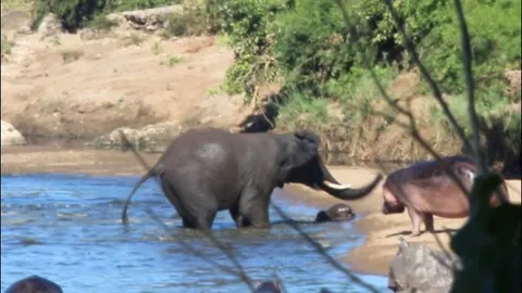 Voi ‘điên’ gây náo loạn giữa hồ nước, suýt hại chết hà mã con