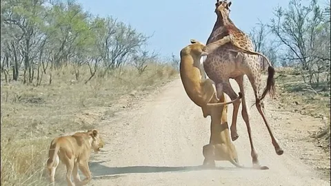 Bị sư tử ‘đeo lủng lẳng’ trên người, hươu cao cổ ngã gục