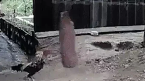 Gà chọi gây chú ý với bài tập thể lực chuẩn phong cách võ sĩ boxing