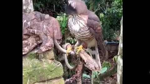 Rắn độc mất đôi mắt khi liều tấn công diều hâu