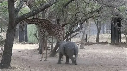 Tê giác con 'cà khịa' hươu cao cổ và nhận cái kết đắng