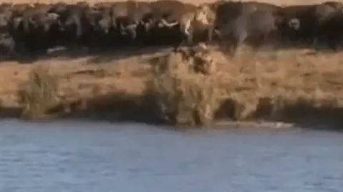 Đàn trâu rừng nổi điên, hợp sức hất văng sư tử giành lại con non