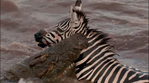 Đang vượt sông, ngựa vằn bất ngờ bị ‘tử thần’ lao lên ngoạm vào cổ