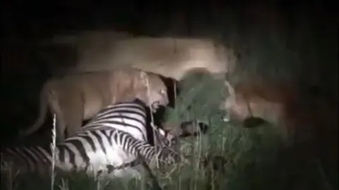 Bầy linh cẩu hung hãn, ngang nhiên cướp mồi của sư tử trong đêm