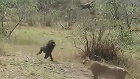 Khỉ đầu chó 'nổi điên', phản đòn khiến sư tử tháo chạy thục mạng