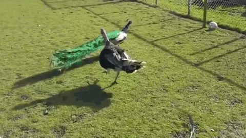 Ác chiến trong nông trại: Gà tây 'thượng cẳng chân', đuổi công chạy thoát thân