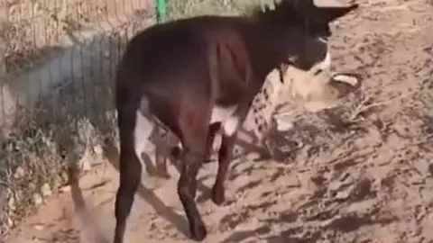 Cú cắn nhớ đời: Lừa dạy linh cẩu bài học vì... chọn nhầm đối thủ