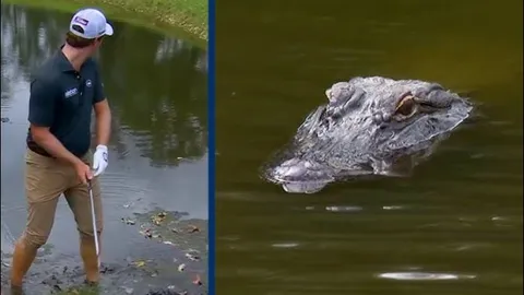 Khoảnh khắc cá sấu ‘khủng’ rình rập người chơi golf