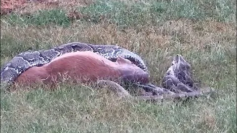 Trăn khổng lồ suýt chết vì... quá tham ăn