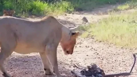 Đại bàng bị rắn mamba đen siết nghẹt, sư tử bất ngờ lao đến 'giải cứu'