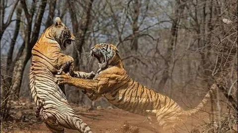 Hổ dữ ‘tương tàn’ khốc liệt để tranh giành lãnh thổ