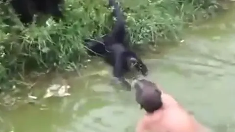 Say rượu trèo vào chuồng trêu khỉ, người đàn ông phải đi bệnh viện cấp cứu