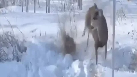 Lén tập kích nai giữa trời tuyết, linh miêu phải trả giá đắt