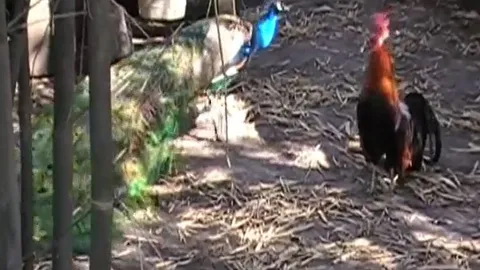 Chim công hung hăng năm lần bảy lượt gây sự, gà phượng hoàng khốn khổ rút lui